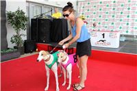 dostihy_chrtu_Grey-TiP_Greyhound_Park_Motol_IMG_8494.JPG