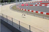 dostihy_chrtu_Grey-TiP_Greyhound_Park_Motol_IMG_8503.JPG