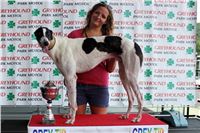 dostihy_chrtu_Grey-TiP_Greyhound_Park_Motol_IMG_8509.JPG