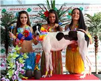 2. Hawaii_Greyhound_Park_Motol_Prague_IMG_8656.JPG