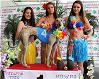 4-Hawaii_Greyhound_Park_Motol_Prague_-IMG_9294.jpg