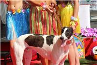 Hawaii_Greyhound_Park_Motol_dostihy_chrtu_IMG_8559.JPG