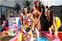 Hawaii_Greyhound_Park_Motol_dostihy_chrtu_IMG_8624.JPG