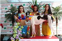 Hawaii_Greyhound_Park_Motol_dostihy_chrtu_IMG_8656.JPG