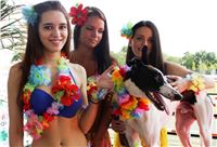 Hawaii_Greyhound_Park_Motol_dostihy_chrtu_IMG_8669.JPG