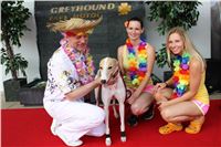 Hawaii_Greyhound_Park_Motol_dostihy_chrtu_IMG_8762.JPG