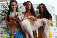 Hawaii_Greyhound_Park_Motol_dostihy_chrtu_IMG_8771.JPG