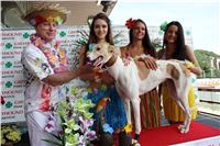 Hawaii_Greyhound_Park_Motol_dostihy_chrtu_IMG_8780.JPG