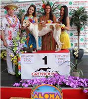 Hawaii_Greyhound_Park_Motol_dostihy_chrtu_IMG_8784.JPG