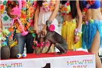 Hawaii_Greyhound_Park_Motol_dostihy_chrtu_IMG_8907.JPG