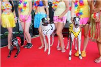 Hawaii_Greyhound_Park_Motol_dostihy_chrtu_IMG_8925.JPG