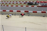 Hawaii_Greyhound_Park_Motol_dostihy_chrtu_IMG_8950.JPG