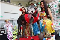 Hawaii_Greyhound_Park_Motol_dostihy_chrtu_IMG_8967.JPG