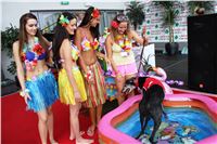 Hawaii_Greyhound_Park_Motol_dostihy_chrtu_IMG_8973.JPG