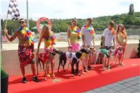 Hawaii_Greyhound_Park_Motol_dostihy_chrtu_IMG_8996.JPG