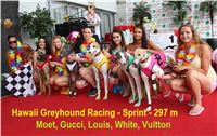 Hawaii_Greyhound_Park_Motol_dostihy_chrtu_IMG_9018.JPG