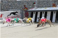 Hawaii_Greyhound_Park_Motol_dostihy_chrtu_IMG_9068.JPG