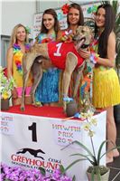 Hawaii_Greyhound_Park_Motol_dostihy_chrtu_IMG_9137.JPG