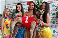 Hawaii_Greyhound_Park_Motol_dostihy_chrtu_IMG_9142.JPG