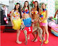 Hawaii_Greyhound_Park_Motol_dostihy_chrtu_IMG_9160.JPG