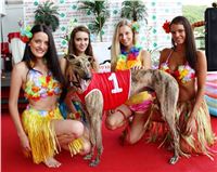 Hawaii_Greyhound_Park_Motol_dostihy_chrtu_IMG_9167.JPG