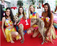 Hawaii_Greyhound_Park_Motol_dostihy_chrtu_IMG_9169.JPG