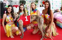 Hawaii_Greyhound_Park_Motol_dostihy_chrtu_IMG_9172.JPG