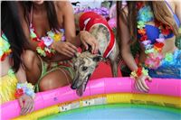 Hawaii_Greyhound_Park_Motol_dostihy_chrtu_IMG_9200.JPG