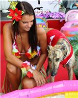 Hawaii_Greyhound_Park_Motol_dostihy_chrtu_IMG_9208.JPG