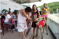 Hawaii_Greyhound_Park_Motol_dostihy_chrtu_IMG_9221.JPG