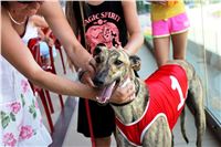 Hawaii_Greyhound_Park_Motol_dostihy_chrtu_IMG_9223.JPG