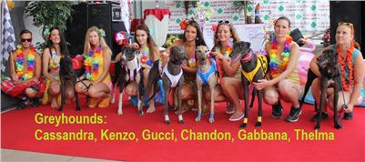 Hawaii_Greyhound_Park_Motol_dostihy_chrtu_IMG_9259_v.JPG