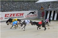 Hawaii_Greyhound_Park_Motol_dostihy_chrtu_IMG_9281.JPG