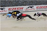 Hawaii_Greyhound_Park_Motol_dostihy_chrtu_IMG_9282.JPG