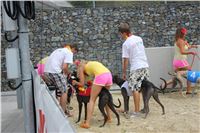 Hawaii_Greyhound_Park_Motol_dostihy_chrtu_IMG_9287.JPG