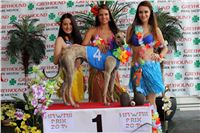 Hawaii_Greyhound_Park_Motol_dostihy_chrtu_IMG_9290.JPG