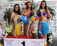 Hawaii_Greyhound_Park_Motol_dostihy_chrtu_IMG_9294.JPG