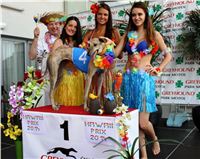 Hawaii_Greyhound_Park_Motol_dostihy_chrtu_IMG_9307.JPG