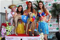 Hawaii_Greyhound_Park_Motol_dostihy_chrtu_IMG_9309.JPG