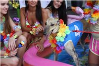 Hawaii_Greyhound_Park_Motol_dostihy_chrtu_IMG_9332.JPG