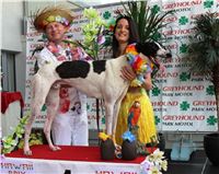 Hawaii_Greyhound_Park_Motol_dostihy_chrtu_IMG_9378.JPG