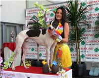 Hawaii_Greyhound_Park_Motol_dostihy_chrtu_IMG_9380.JPG