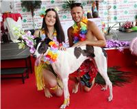 Hawaii_Greyhound_Park_Motol_dostihy_chrtu_IMG_9428.JPG