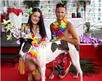 Hawaii_Greyhound_Park_Motol_dostihy_chrtu_IMG_9433.JPG