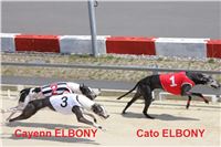 dostihy_chrtu_Greyhound_Park_Motol_race_IMG_9600.JPG