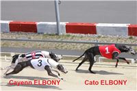 dostihy_chrtu_Greyhound_Park_Motol_race_IMG_9600.JPG