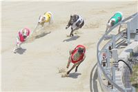 dostihy_chrtu_Greyhound_Park_Motol_race_IMG_9661.JPG