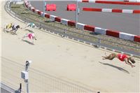 dostihy_chrtu_Greyhound_Park_Motol_race_IMG_9666.JPG