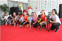 dostihy_chrtu_Greyhound_Park_Motol_race_IMG_9720.JPG