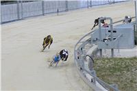 dostihy_chrtu_Greyhound_Park_Motol_race_IMG_9731.JPG